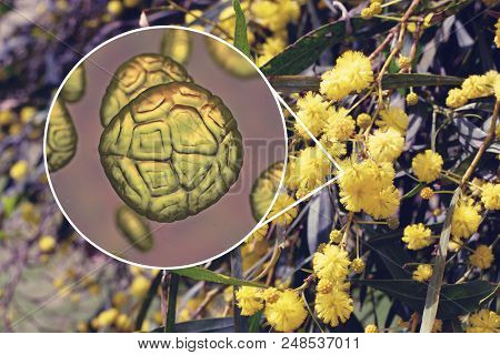 Mimosa Pollen, Close-up View, 3d Illustration, And Photo Of Mimosa Flowers. Pollen Is A Factor Causi