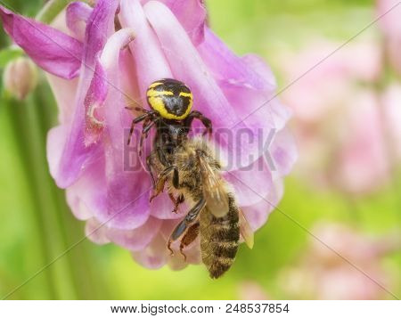 Synema Globosum Crab Spider Sitting On A Flower And Eating Bee