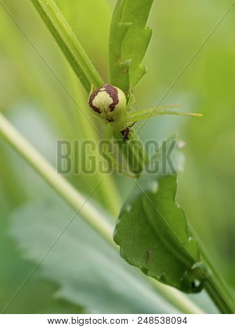 Ebrechtella Tricuspidata (crab Spider) Sitting One A Green Plant