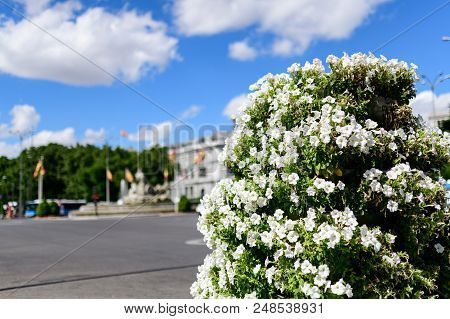 Cibles Square In Madrid With Taxis And Floral Ornaments