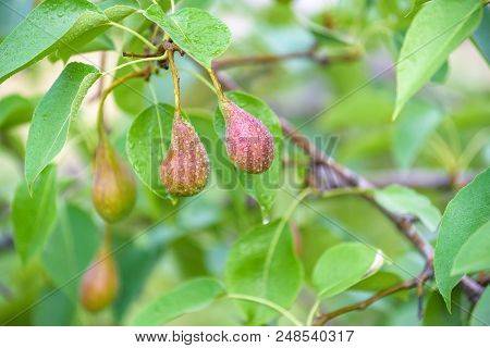 Fresh Juicy Pears On Pear Tree Branch. Organic Pears In Natural Environment. Crop Of Pears In Summer