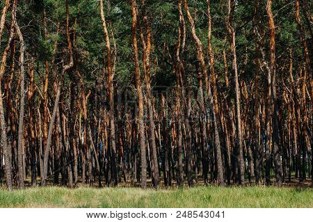 Wallpaper And Nature Landscape Background. A Grove Of Pine Trees Planted. Neat Clean Pine Forest, Th
