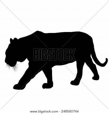 Silhouette Of The Lynx On A White Background.