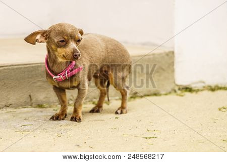 Little Pinscher Ratter Prazsky Krysarik Crossbreed Small Dog Playing Outside During Summer Spring We