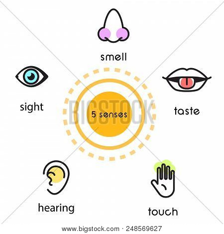 Five Human Senses Vision Sight, Hearing, Smell, Touch And Taste Vector Line Icon Illustration. 5 Sen
