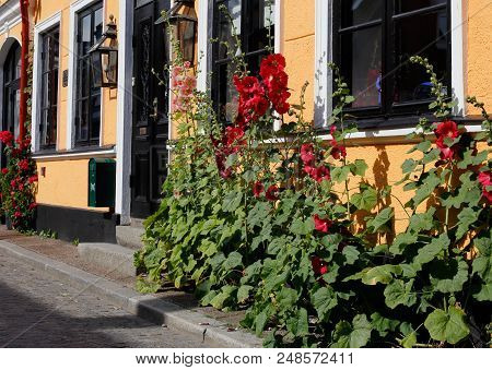 Red Flowers Outside Building Wall In Urban Environmen.