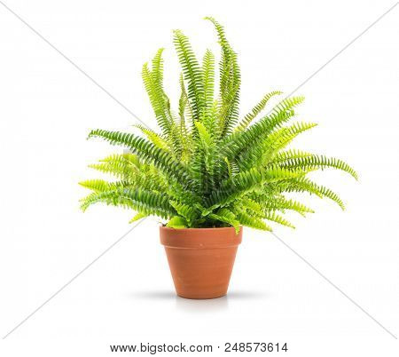 Fern in a clay pot on white background, including clipping path