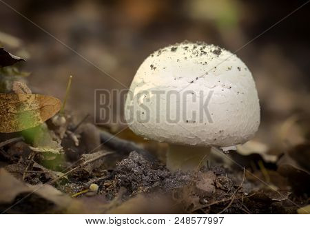 Agaricus Silvicola. In The Natural Forest Background Close Up