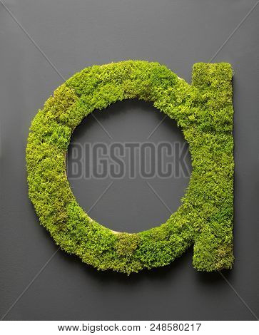Letter A Of Moss.on The Grey Wall.