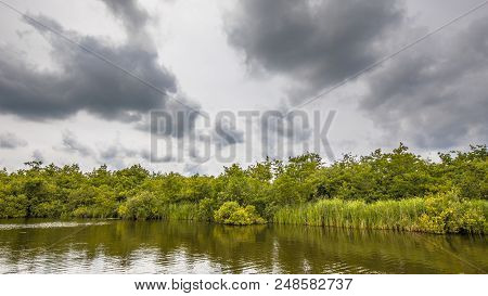 View Of Lake Shore With Reeds And Typha And Swamp Foret Under Cloudy Summer Sky