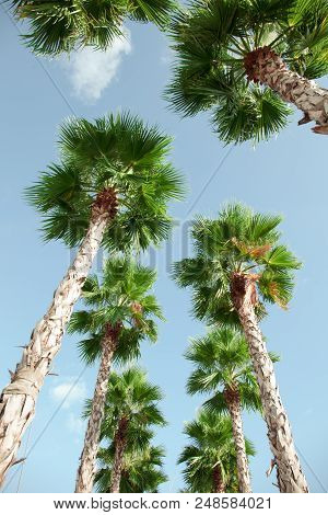 View From Below To The Blue Sky And Green Palm Trees