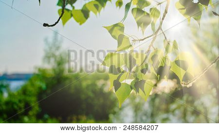 Day Light In The Birch Tree Park With Harsh Shadows And Copyspace On Sky