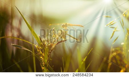 Resting Dragonfly On Blade Of Grass Side View Footage.