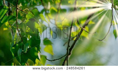Closeup Of Beautiful Spring Branches Of Birch Tree With Green Leaves. Real Time 4k Uhd Video Footage