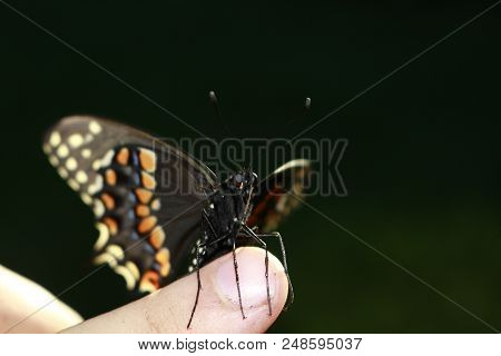 Butterfly On The Hand. Bright Beautiful Butterflies. Swallowtail Butterfly, Papilio Machaon.