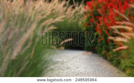Blurry Photo Of Gramineae Grass