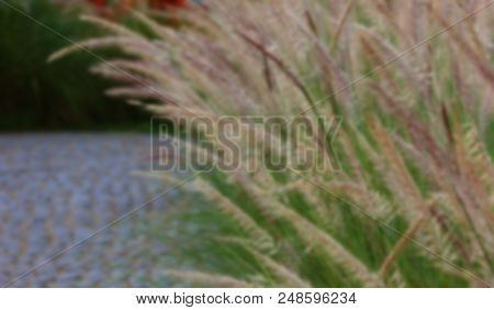 Blurry Photo Of Gramineae Grass