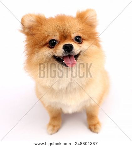 Cute Pomeranian Puppies With White Backdrop In Studio.