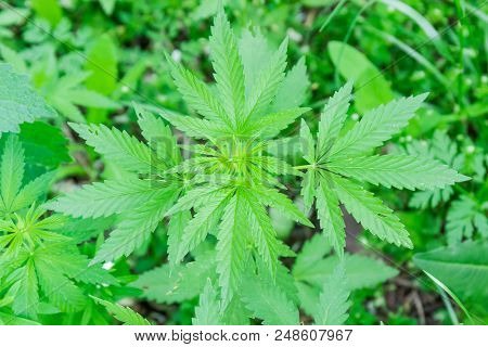 Top View Of The Leaves And Stem On Top Of Young Wild-growing Cannabis Ruderalis