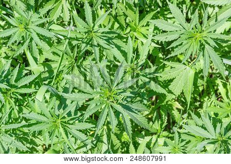 Top View Of The Young Plants Of The Wild-growing Cannabis Ruderalis