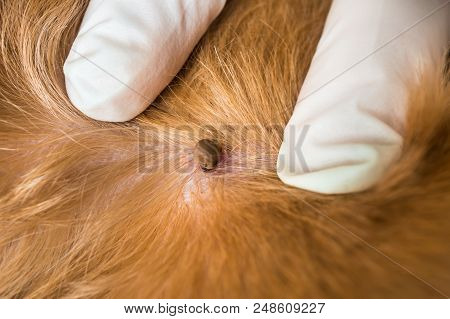 Veterinarian Doctor Removing A Tick From The Dog