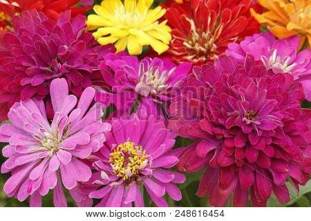 Colorful Summer Flower Zinnia With Extreme Blooming