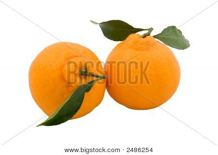 Kaksi Hallabong (Korean oranssi) vihreät lehdet