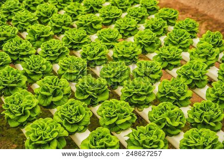Fresh Lettuce Leaves, Close Up., Butterhead Lettuce Salad Plant, Hydroponic Vegetable Leaves. Organi