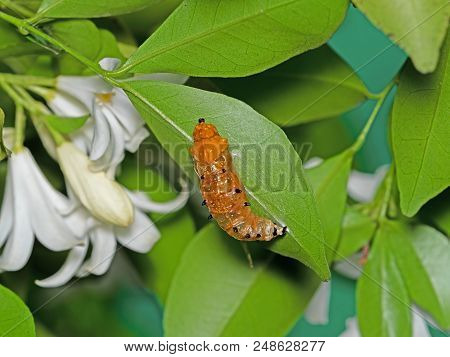 Closeup Caterpillar Pupate On Green Leaf Isolated On Background