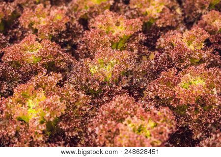Red Coral Salad, Salad Organic Hydroponic Farm, Red Leaf Lettuce, Red Oak. Fresh Red Oak Lettuce.