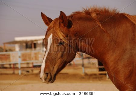 Portræt af en hest