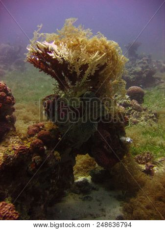 Underwater Photo, A View Of The Coral And Fish In The Red Sea In Israel