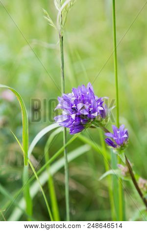 Purple Field Flower With Insect In The Middle Of Grass