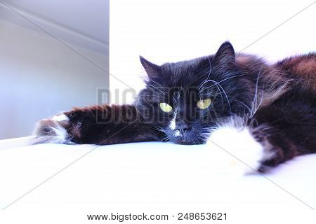 Muzzle Of Cat. Close-up. Muzzle Of Black Cat. Lazy Pet. Domestic Animal