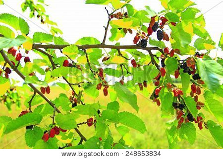 Ripe Mulberry. Branch Of Black And Red Mulberry. Berries On Tree. Ripe Mulberry Hanging On Tree