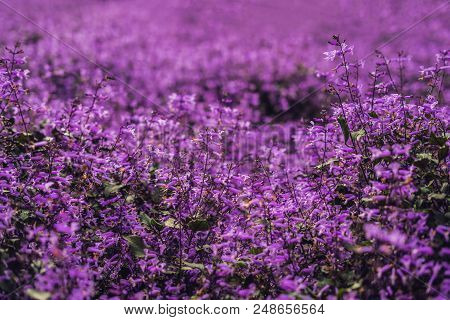 Lavender Flowers At Sunlight In A Soft Focus, Pastel Colors And Blur Background.
