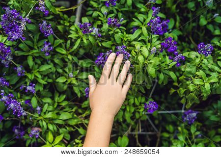 Female Hand Touches Lavender. Lavender Flowers At Sunlight In A Soft Focus, Pastel Colors And Blur B