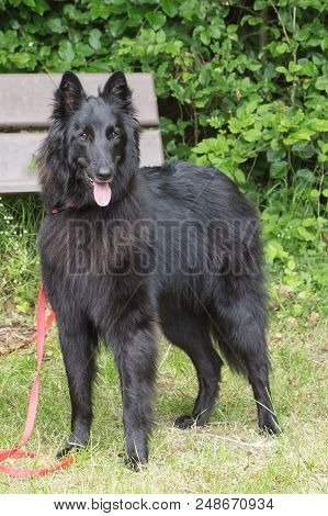 Portrait Of A Groenendeal Dog Outside Belgium