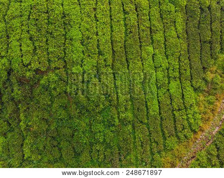 Aerial View Of Tea Plantation, Shot From Drone.