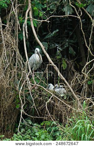 Bird Family Is Hiding In The Wood