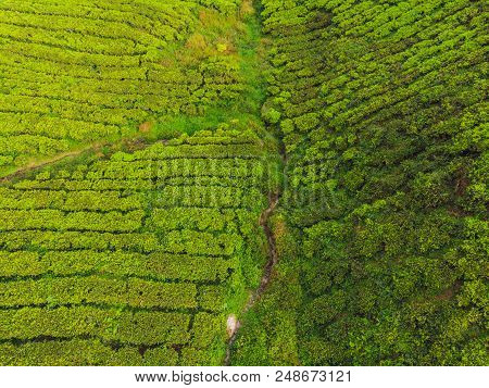 Aerial View Of Tea Plantation, Shot From Drone.