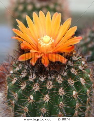 Cacto de flor