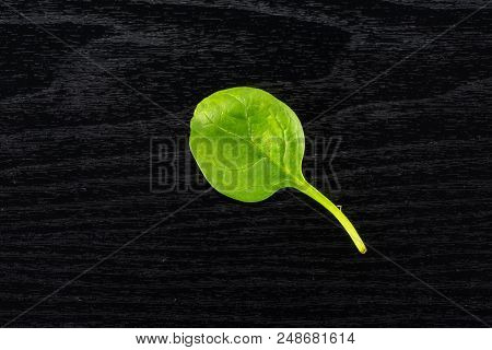 Fresh Baby Spinach Top View On Black Wood Background One Green Single Leaf