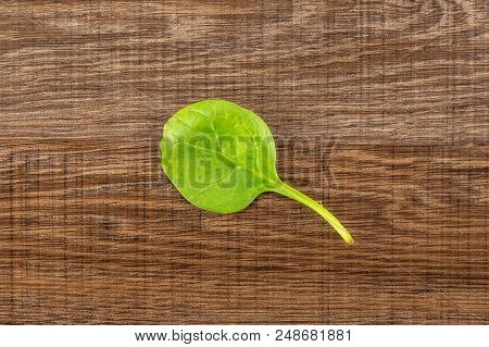 Fresh Baby Spinach Top View On Brown Wood Background One Green Single Leaf