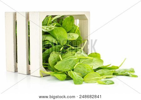 Fresh Baby Spinach Leaves Out A Wooden Box Isolated On White Background