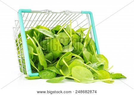 Fresh Baby Spinach Leaves Out A Shopping Basket Isolated On White Background
