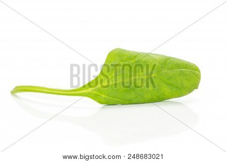 Fresh Baby Spinach Isolated On White Background One Green Leaf