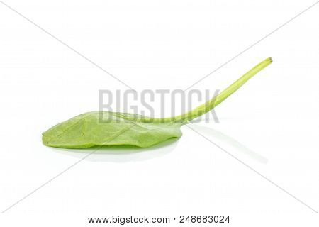Fresh Baby Spinach Isolated On White Background Green Single Leaf