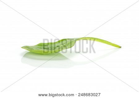 Fresh Baby Spinach Isolated On White Background One Single Leaf