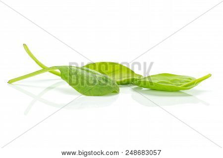 Fresh Baby Spinach Isolated On White Background Group Of Three Green Single Leaves